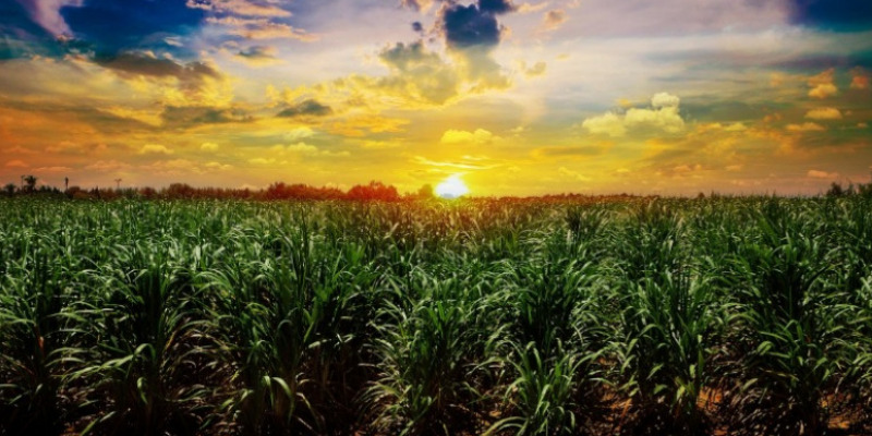 rMIX: Il Portale del Riciclo nell'Economia Circolare - Will compostable bioplastics be an alternative to traditional plastics