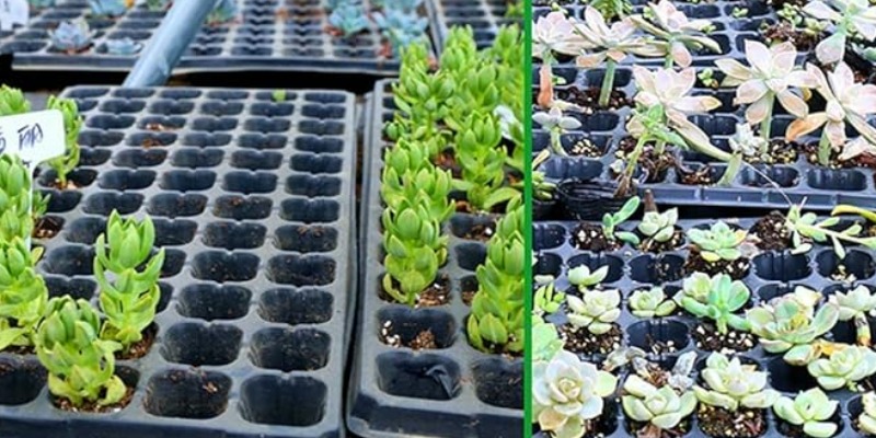 rMIX: Il Portale del Riciclo nell'Economia Circolare - Buy the 24 Cell Plastic Seedling Tray. #advertising