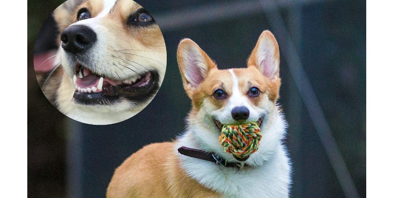 https://www.rmix.it/ - R&R: Giochi in Cotone e Corda Riciclabili per i Cani 
