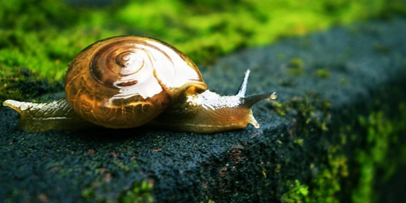 Slow Life: Vivir Siempre Proyectado Hacia Deseos y Expectativas