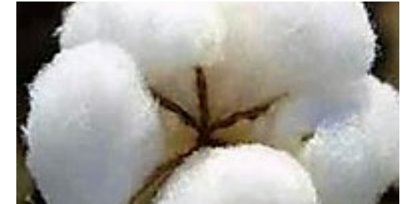 rMIX: Fornitura Internazionale di Cotone Grezzo per i Tessuti