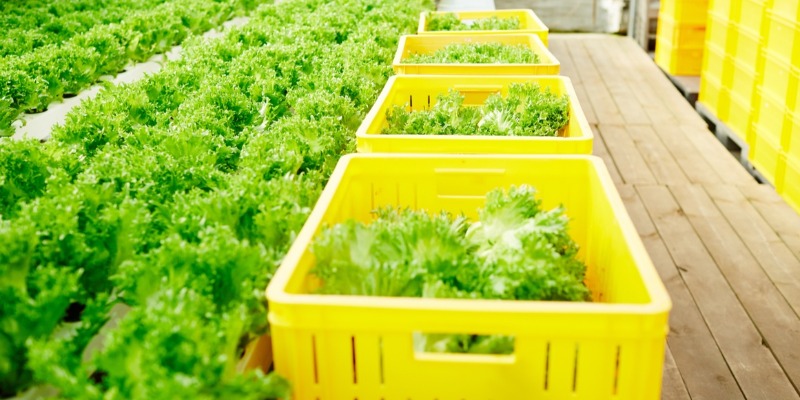 Casse agricole: la scelta del polipropilene o dell’hdpe riciclato