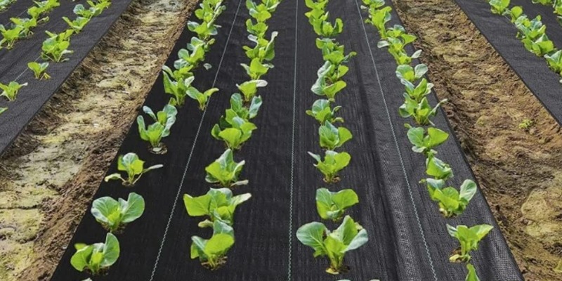 rMIX: Il Portale del Riciclo nell'Economia Circolare - Buy the Mulch Film 100 GR/m2 in Various Sizes Anti-Agae Anti-Weed Mulch Black | Permeable and Ecological (1.05m x100m). #ads