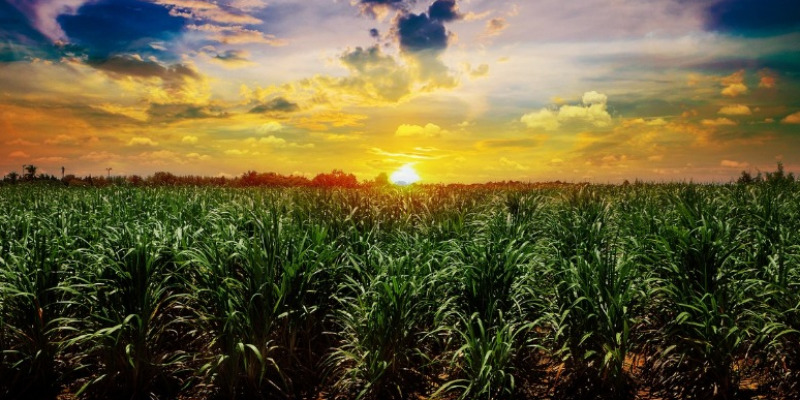 rMIX: Il Portale del Riciclo nell'Economia Circolare - Will compostable bioplastics be an alternative to traditional plastics