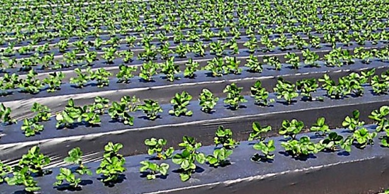 rMIX: Toalla de Capa Biodegradable para Agricultura