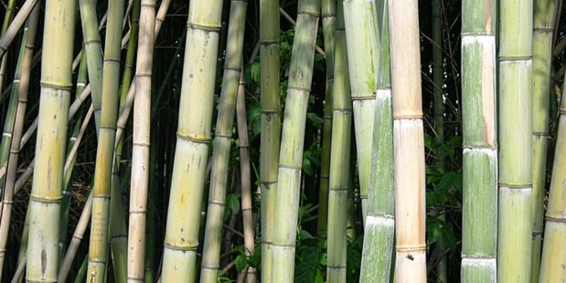 rMIX: Granulo in Biopolimero con PP e Fibra di Bambù