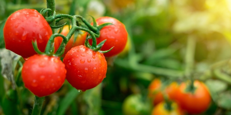 Les déchets urbains améliorent la croissance de la tomate