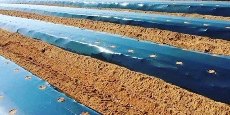 rMIX: Supply of Mulch Film for Strawberries