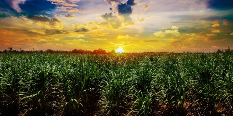 rMIX: Il Portale del Riciclo nell'Economia Circolare - Will compostable bioplastics be an alternative to traditional plastics