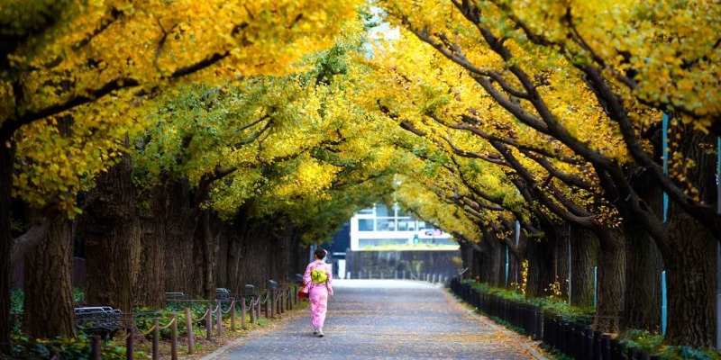 La Foresterie Urbaine Pourrait Améliorer les Phénomènes Dépressifs