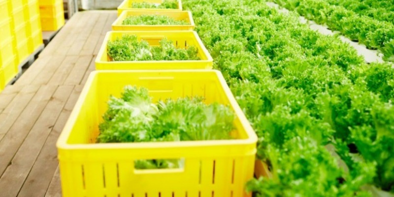 rMIX: Supply of Agricultural Products in Personalized Plastic Boxes