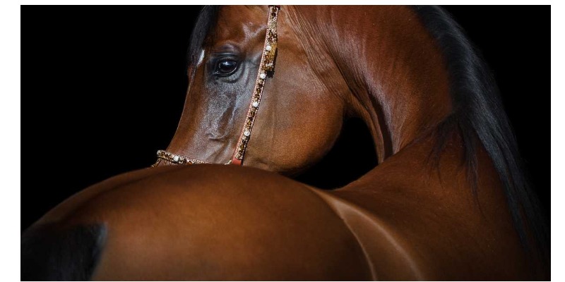 https://www.rmix.it/ - Anche i Cavalli Preferiscono gli Pneumatici Riciclati